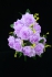 Lavender Open Rose Bush x12  (Lot of 8) SALE ITEM